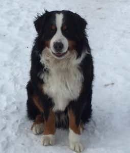 Male Bernese Mountain Dog sitting in the snow