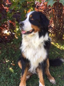 Male Bernese Mountain Dog Sitting in the Shade