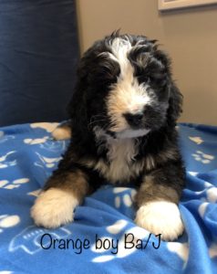 Orange Boy - Bernedoodle puppy picture