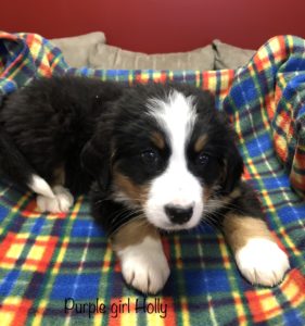 Purple Girl - Bernese Mountain Dog puppy picture