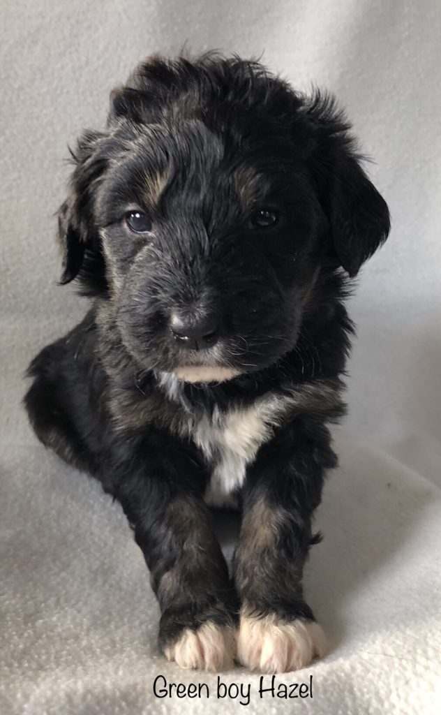 Green Boy - Bernedoodle puppy picture
