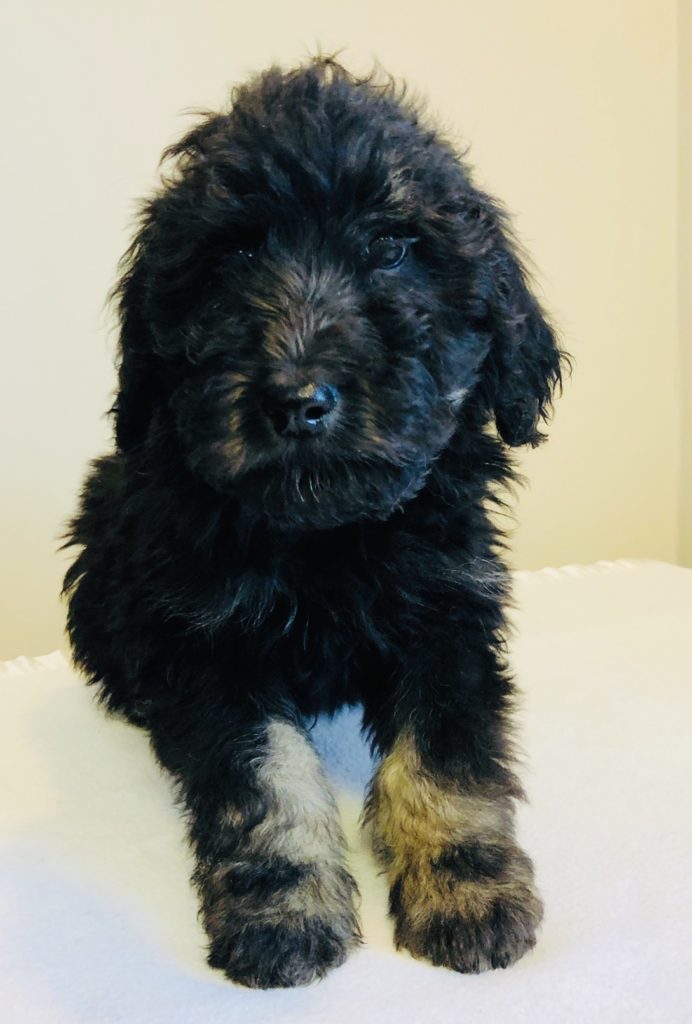 Black Boy - Bernedoodle puppy from Dogs of Jersey Acres
