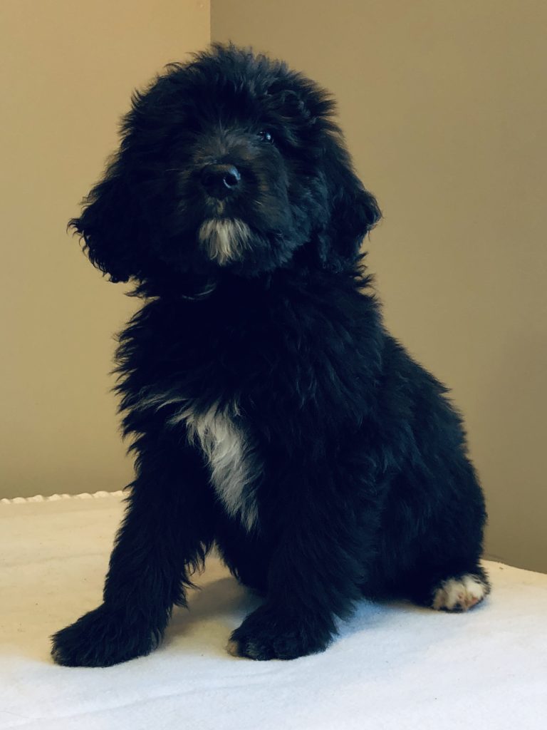 Blue Boy - Bernedoodle puppy from Dogs of Jersey Acres