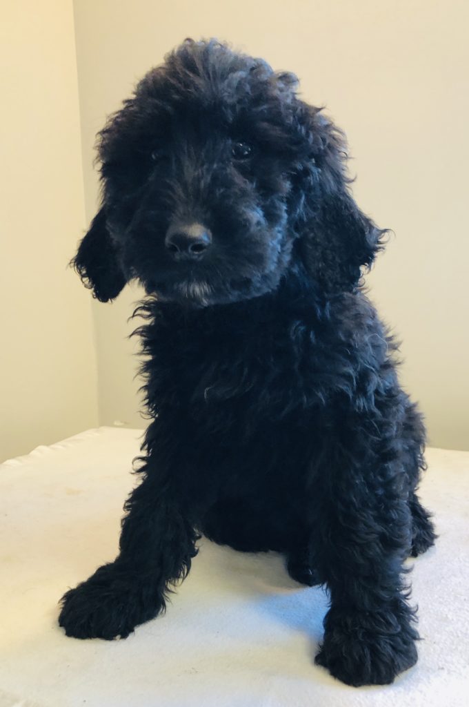 Black Boy - Goldendoodle puppy from Dogs of Jersey Acres