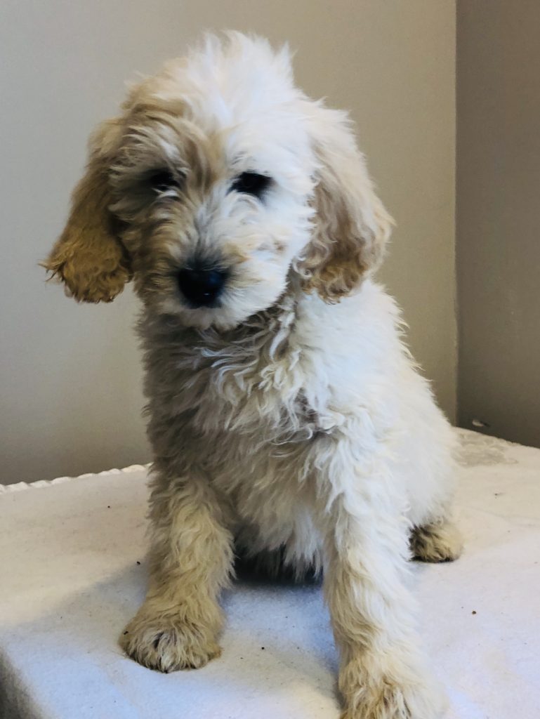 Yellow Boy - Goldendoodle puppy from Dogs of Jersey Acres