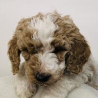 Red Boy - Poodle puppy from Dogs of Jersey Acres
