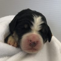 Closeup of one week old Bernedoodle puppy