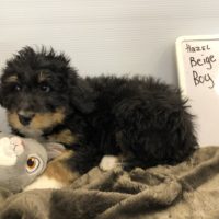Tri Colored Bernedoodle puppy laying down with a rabbit stuffy