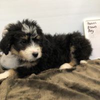Tri colored Bernedoodle puppy laying down