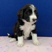 young black and white female Bernedoodle puppy sitting on a pink blanket