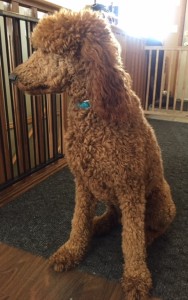 Rusty - Small Standard Poodle
