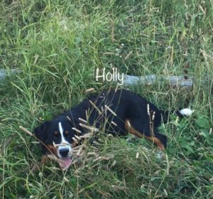 Holly - Bernese Mountain Dog chilling in the grass