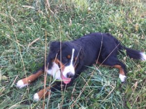 Lucy the Bernese Mountain Dog relaxing in the grass