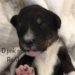 Dark Pink Girl - Bernedoodle puppy