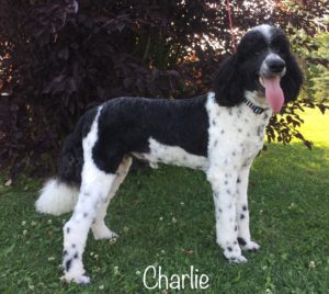 Charlie - Standard Poodle from Dogs of Jersey Acres