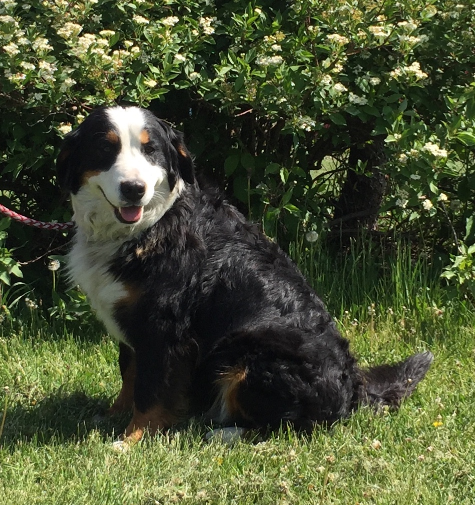 Female Bernese Mountain Dog sitting outside in the summer