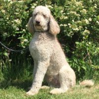 Jack - Standard Poodle from Dogs of Jersey Acres