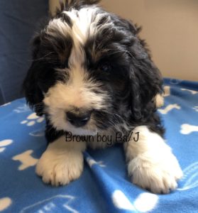 Brown Boy - Bernedoodle puppy picture