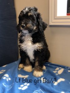 Lite Blue Girl - Bernedoodle puppy picture