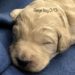Beige Boy - Goldendoodle puppy picture