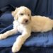 Pink Girl - Goldendoodle puppy picture