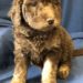 Red Girl - Goldendoodle puppy picture