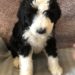 Red Girl - Bernedoodle puppy picture