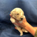 Lite Blue Girl - Goldendoodle puppy picture