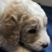 Brown Boy - Goldendoodle puppy picture