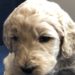 Purple Girl - Goldendoodle puppy picture