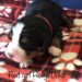 Red Girl - Bernese Mountain Dog puppy picture