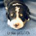 Lite Blue Girl - Bernedoodle puppy picture