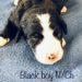 Black Boy - Bernedoodle puppy picture