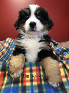 Blue Boy - Bernese Mountain Dog puppy picture