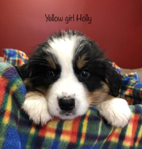 Yellow Girl - Bernese Mountain Dog puppy picture