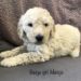 Beige Girl - Goldendoodle puppy