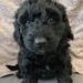 Black Boy - Goldendoodle puppy picture