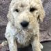 Lite Pink Girl - Goldendoodle puppy picture