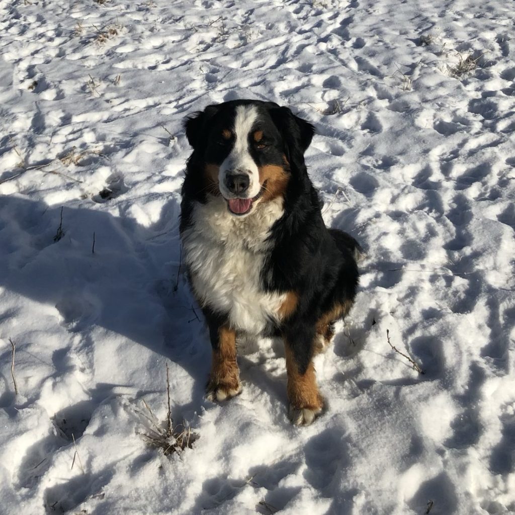 Bernese Mountain Dog sitting in the snow facing the camera