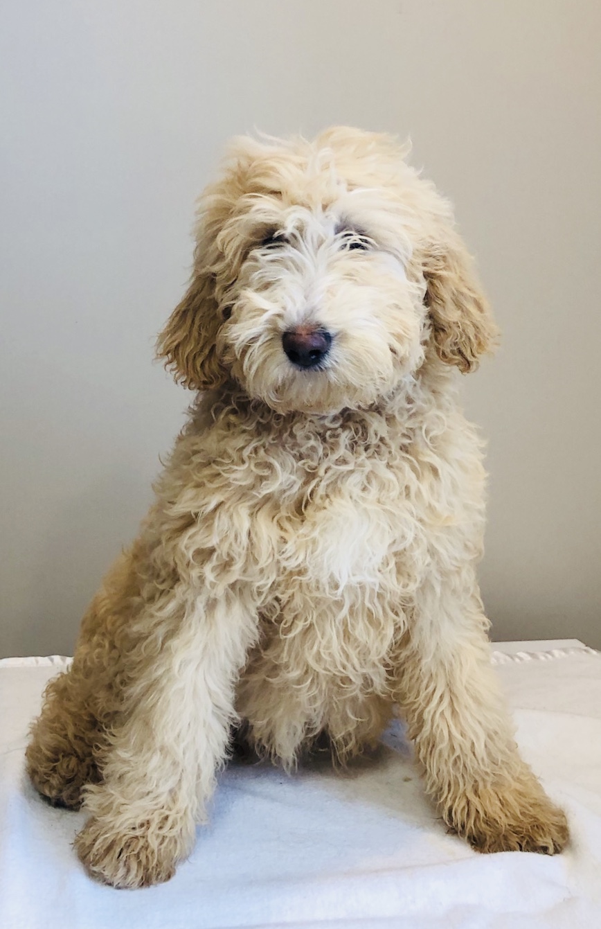 Beige Boy - Goldendoodle puppy from Dogs of Jersey Acres