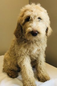 Purple Girl - Goldendoodle puppy from Dogs of Jersey Acres