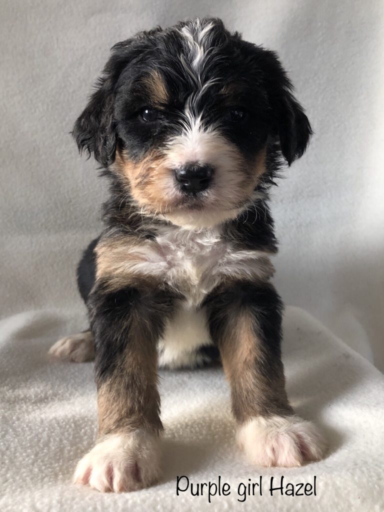 Purple Girl - Bernedoodle puppy picture