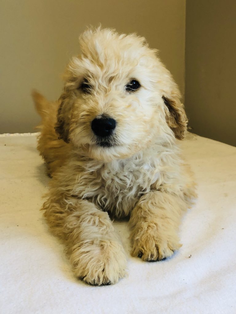 Beige Boy - Bernedoodle puppy from Dogs of Jersey Acres