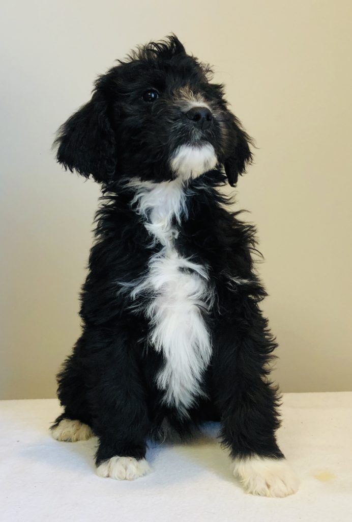 Green Boy - Bernedoodle puppy from Dogs of Jersey Acres