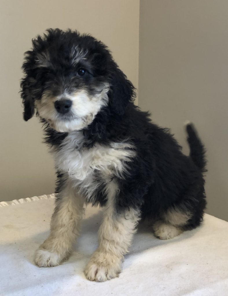 Lite Blue Girl - Bernedoodle puppy from Dogs of Jersey Acres