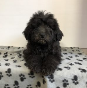 Dark Furred Bernedoodle puppy laying on a blanket looking at camera