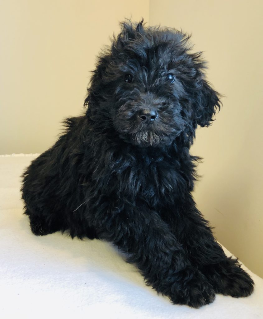 Red Boy - Bernedoodle puppy from Dogs of Jersey Acres
