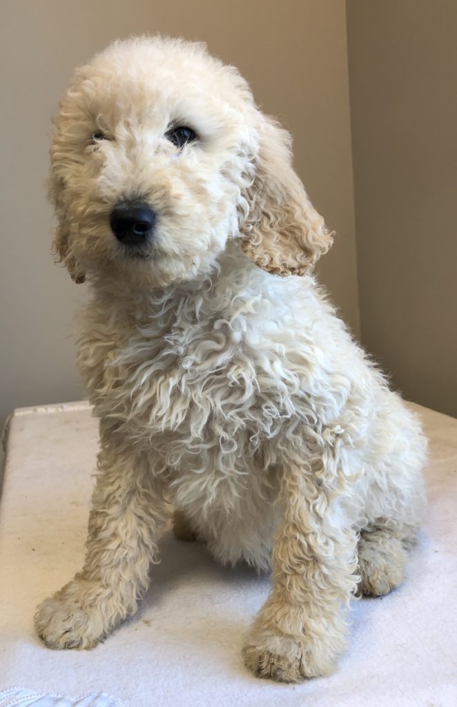 Beige Girl - Goldendoodle puppy from Dogs of Jersey Acres