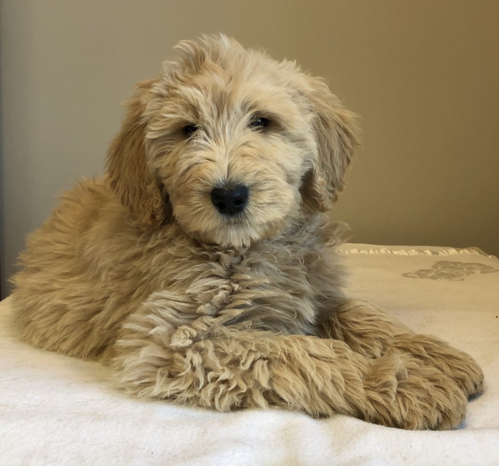 Blue Boy - Goldendoodle puppy from Dogs of Jersey Acres