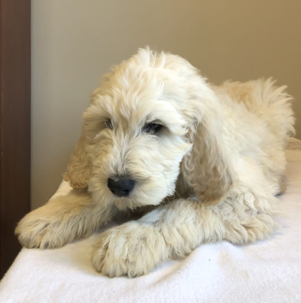 Green Boy - Goldendoodle puppy from Dogs of Jersey Acres